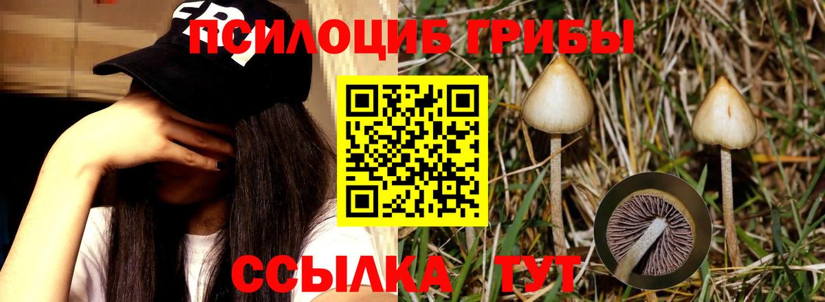 Псилоцибиновые грибы прущие грибы Железногорск